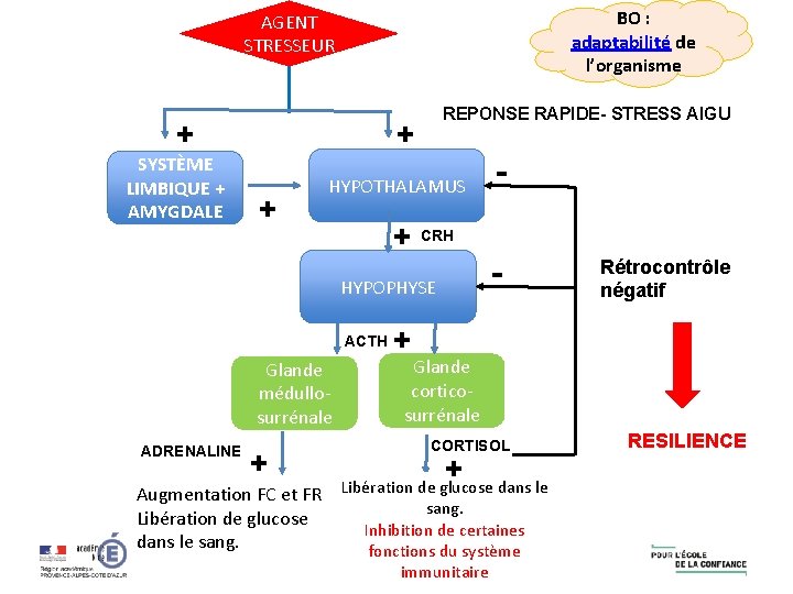 BO : adaptabilité de l’organisme AGENT STRESSEUR + + SYSTÈME LIMBIQUE + AMYGDALE REPONSE