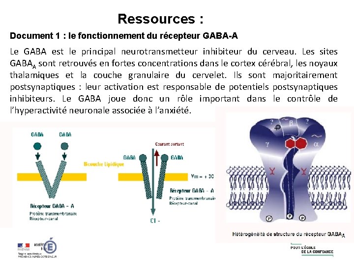 Ressources : Document 1 : le fonctionnement du récepteur GABA-A Le GABA est le