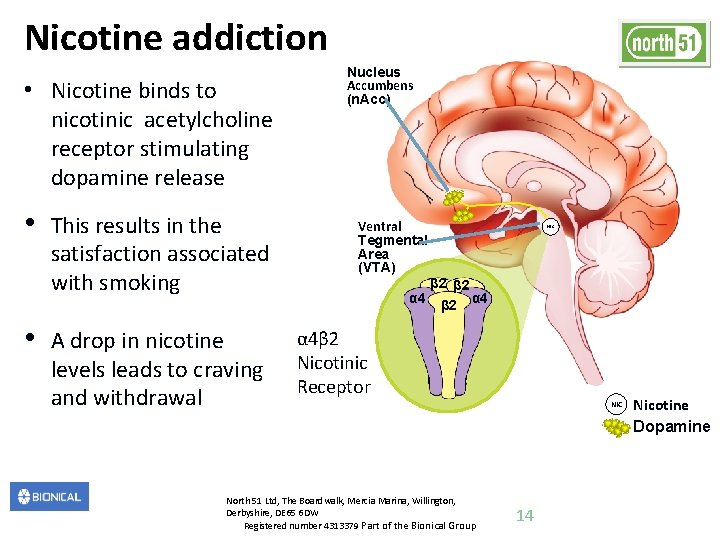 Nicotine addiction • Nicotine binds to nicotinic acetylcholine receptor stimulating dopamine release • •