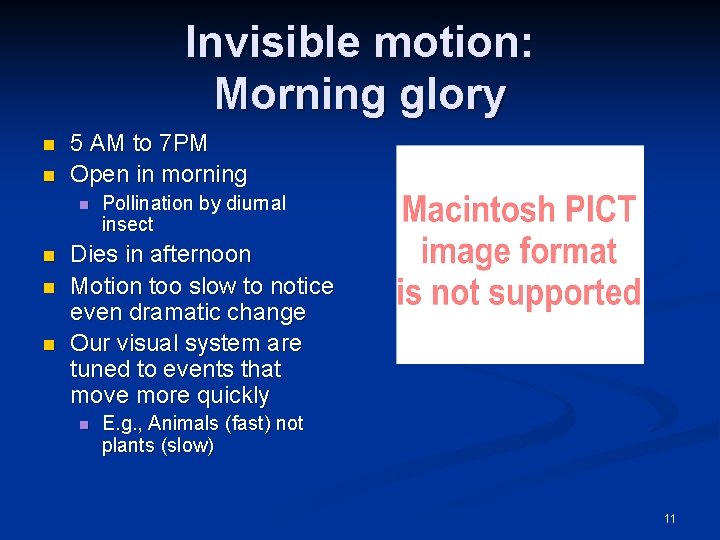 Invisible motion: Morning glory n n 5 AM to 7 PM Open in morning
