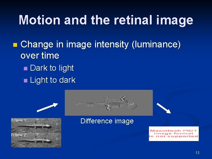 Motion and the retinal image n Change in image intensity (luminance) over time Dark