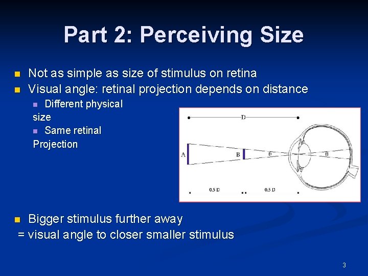 Part 2: Perceiving Size n n Not as simple as size of stimulus on