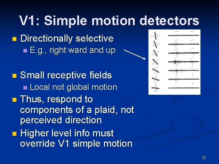 V 1: Simple motion detectors n Directionally selective n n E. g. , right