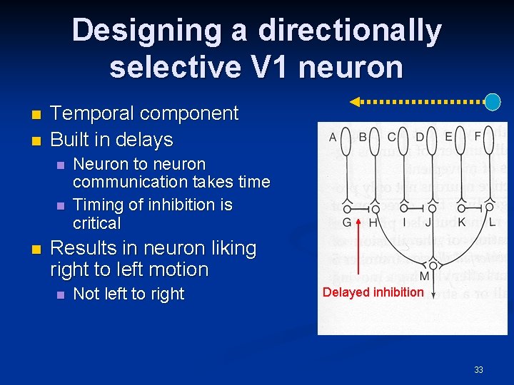 Designing a directionally selective V 1 neuron n n Temporal component Built in delays