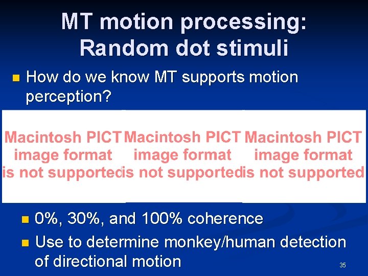 MT motion processing: Random dot stimuli n How do we know MT supports motion