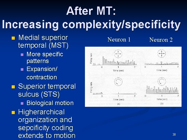 After MT: Increasing complexity/specificity n Medial superior temporal (MST) n n n Neuron 2