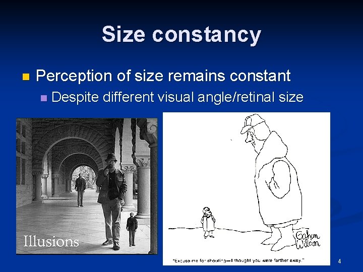 Size constancy n Perception of size remains constant n Despite different visual angle/retinal size