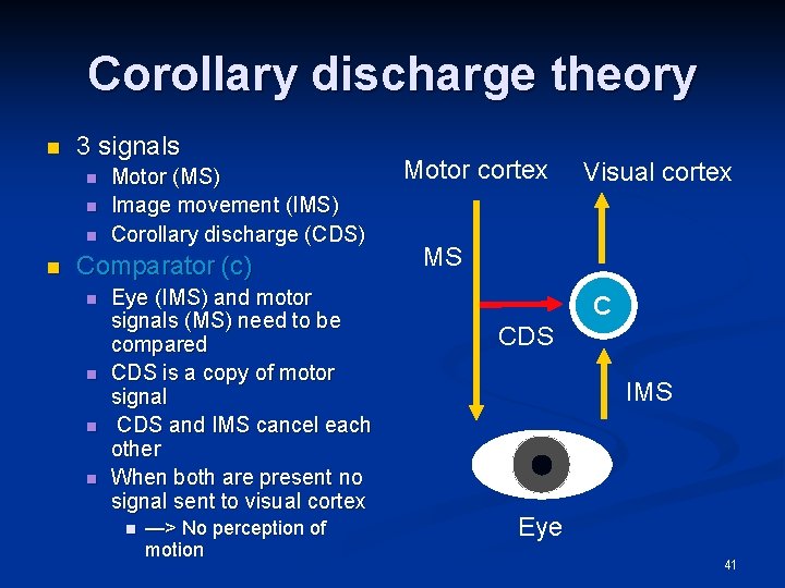 Corollary discharge theory n 3 signals n n Motor (MS) Image movement (IMS) Corollary