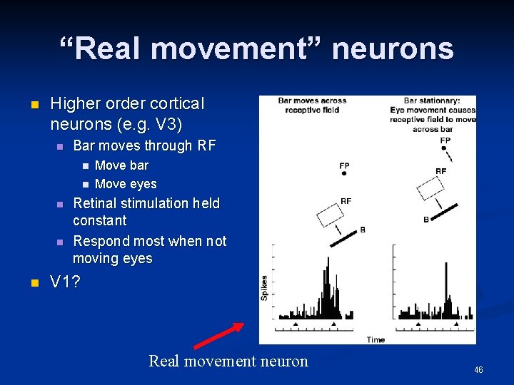 “Real movement” neurons n Higher order cortical neurons (e. g. V 3) n Bar