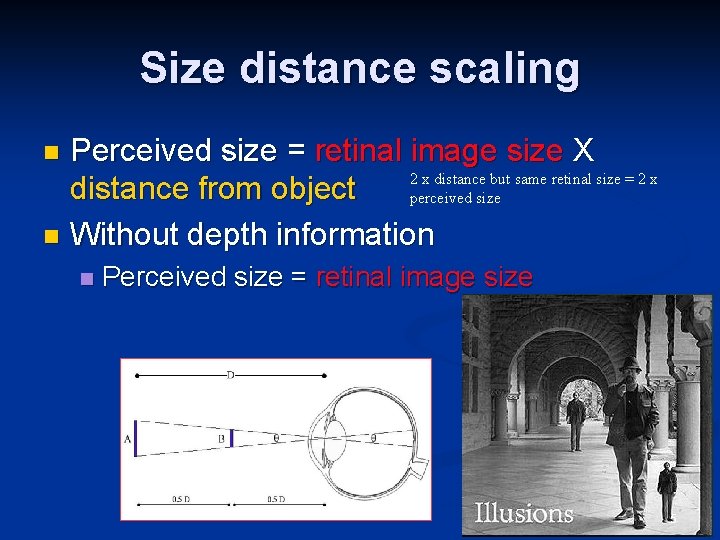 Size distance scaling Perceived size = retinal image size X 2 x distance but
