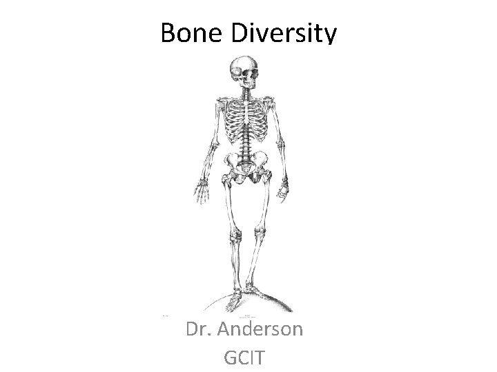 Bone Diversity Dr. Anderson GCIT 