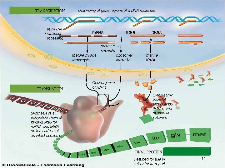 TRANSCRIPTION Pre m. RNA Transcript Processing Unwinding of gene regions of a DNA molecule