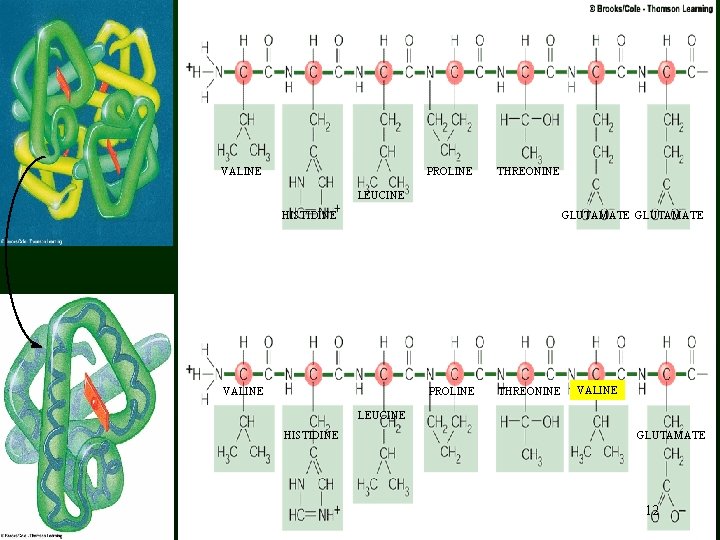 VALINE PROLINE THREONINE LEUCINE HISTIDINE GLUTAMATE VALINE PROLINE THREONINE VALINE LEUCINE HISTIDINE GLUTAMATE 12