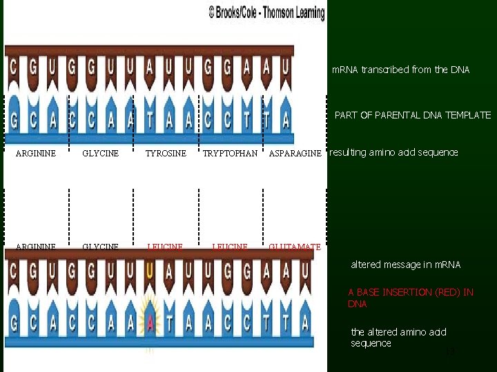 m. RNA transcribed from the DNA PART OF PARENTAL DNA TEMPLATE ARGININE GLYCINE TYROSINE