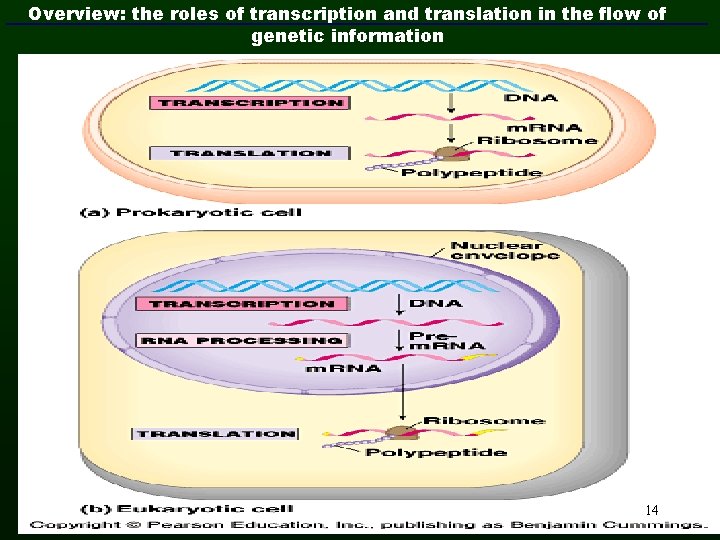 Overview: the roles of transcription and translation in the flow of genetic information 14