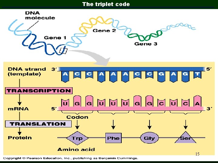 The triplet code 15 