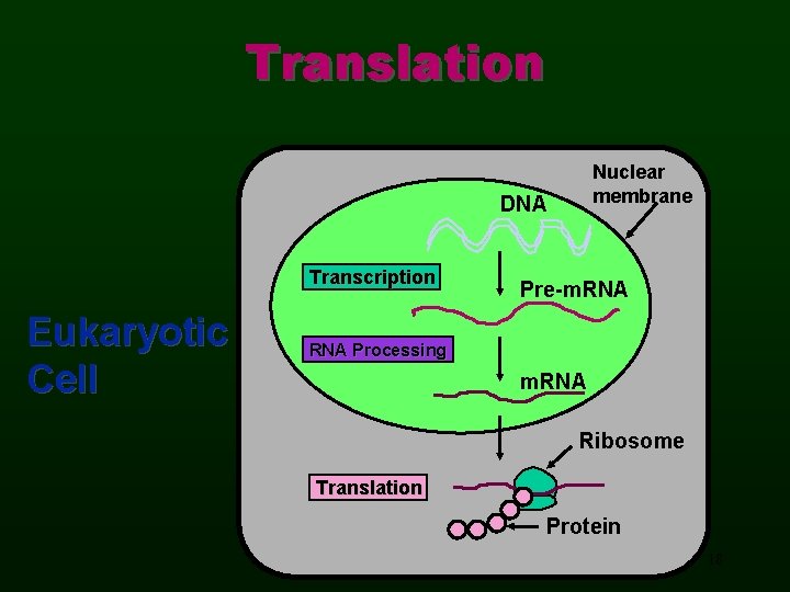 Translation Nuclear membrane DNA Transcription Eukaryotic Cell Pre-m. RNA Processing m. RNA Ribosome Translation