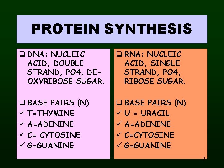 PROTEIN SYNTHESIS q DNA: NUCLEIC ACID, DOUBLE STRAND, PO 4, DEOXYRIBOSE SUGAR. q RNA: