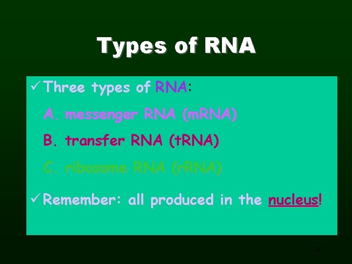 Types of RNA ü Three types of RNA: RNA A. messenger RNA (m. RNA)