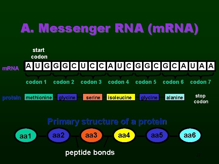 A. Messenger RNA (m. RNA) start codon m. RNA A U G G G