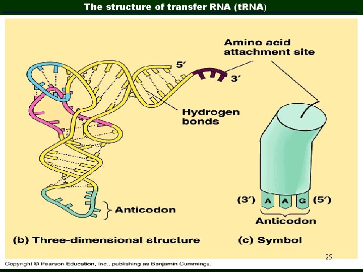 The structure of transfer RNA (t. RNA) 25 