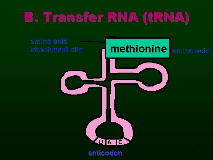 B. Transfer RNA (t. RNA) amino acid attachment site methionine U A amino acid