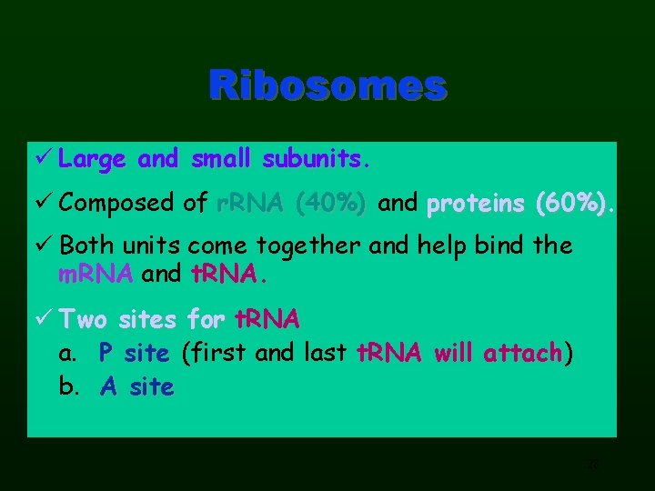 Ribosomes ü Large and small subunits. ü Composed of r. RNA (40%) and proteins