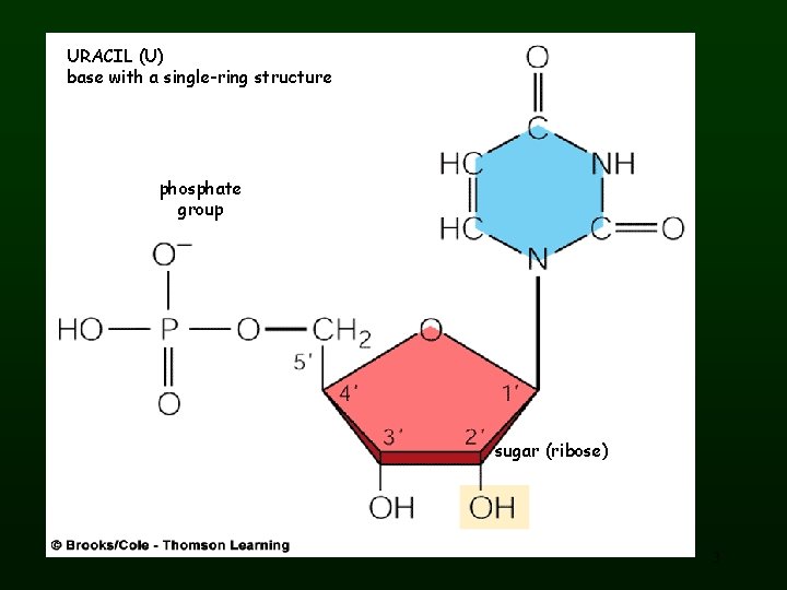 URACIL (U) base with a single-ring structure phosphate group sugar (ribose) 3 