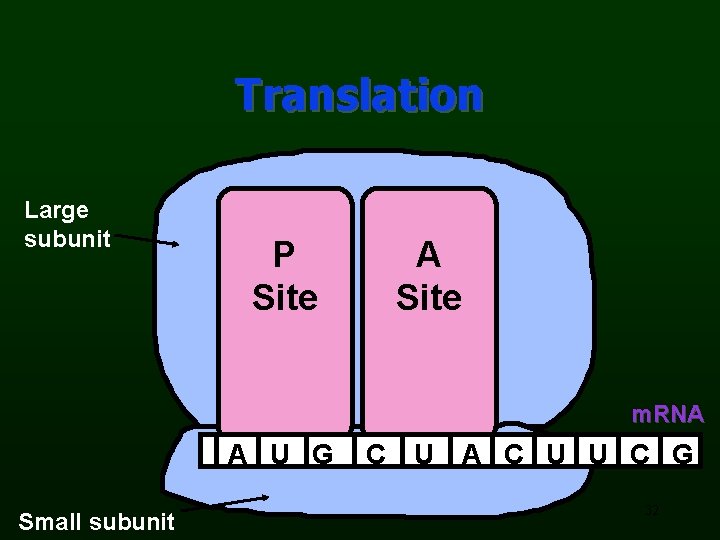 Translation Large subunit P Site A Site m. RNA A U G Small subunit