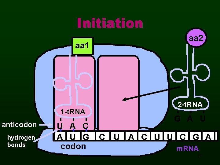 Initiation aa 1 1 -t. RNA anticodon hydrogen bonds U A C A U