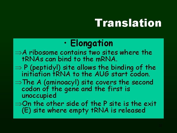 Translation • Elongation A ribosome contains two sites where the t. RNAs can bind