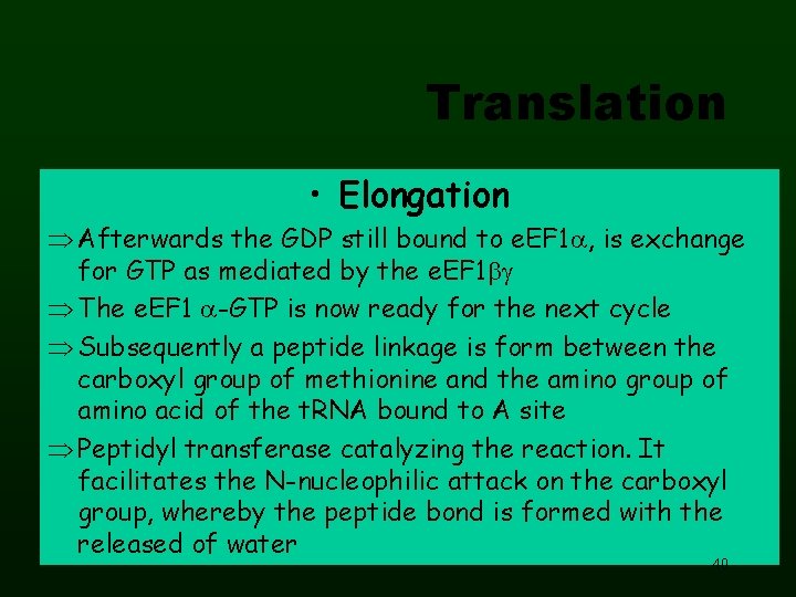 Translation • Elongation Afterwards the GDP still bound to e. EF 1 , is
