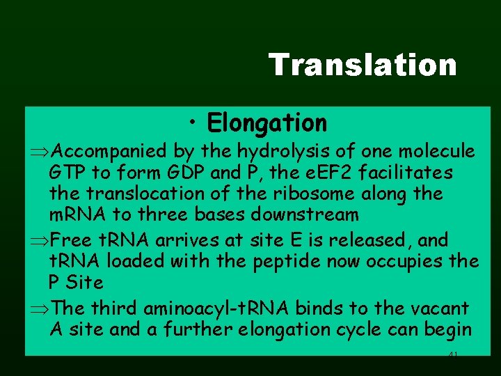 Translation • Elongation Accompanied by the hydrolysis of one molecule GTP to form GDP