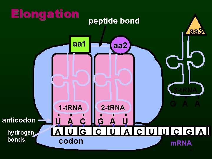 Elongation peptide bond aa 3 aa 1 aa 2 3 -t. RNA 1 -t.