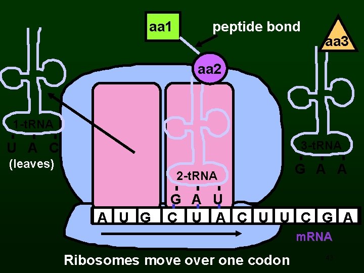 aa 1 peptide bond aa 3 aa 2 1 -t. RNA 3 -t. RNA