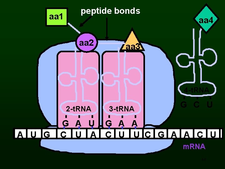 aa 1 peptide bonds aa 2 aa 4 aa 3 4 -t. RNA 2