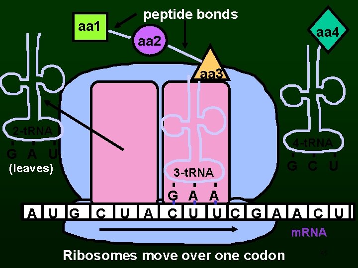 aa 1 peptide bonds aa 4 aa 2 aa 3 2 -t. RNA 4