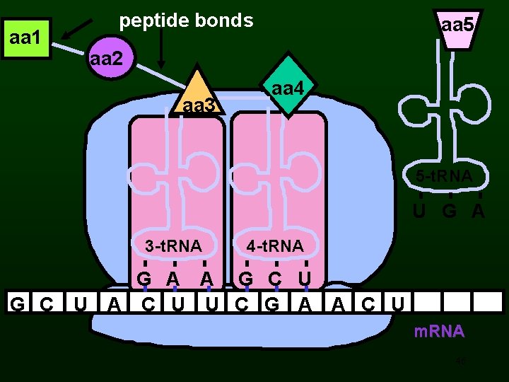 aa 1 peptide bonds aa 5 aa 2 aa 3 aa 4 5 -t.