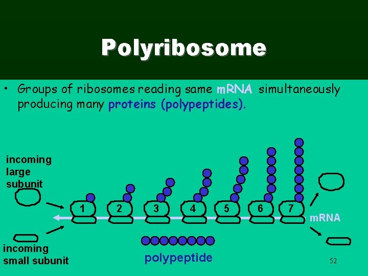 Polyribosome • Groups of ribosomes reading same m. RNA simultaneously producing many proteins (polypeptides).
