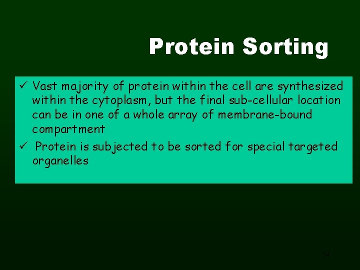 Protein Sorting ü Vast majority of protein within the cell are synthesized within the