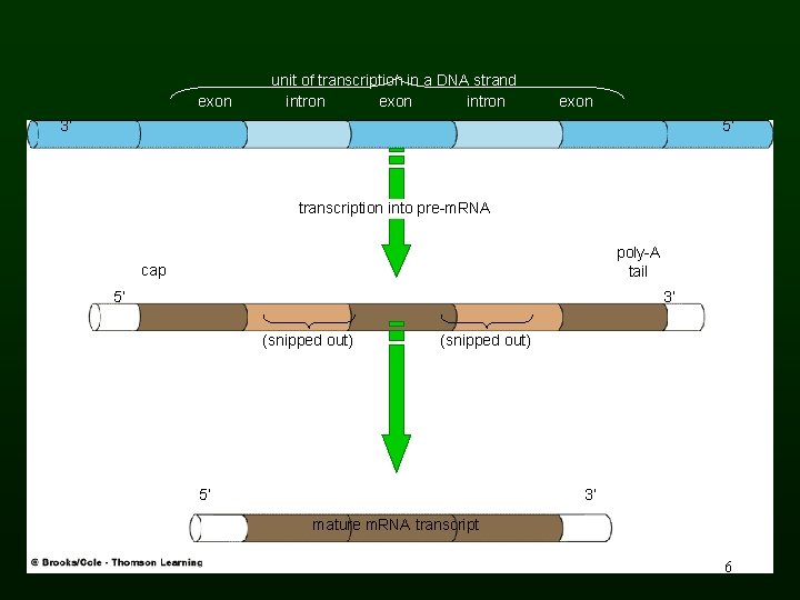 exon unit of transcription in a DNA strand intron exon 3’ 5’ transcription into