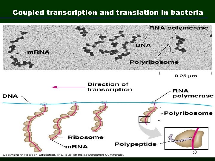 Coupled transcription and translation in bacteria 60 