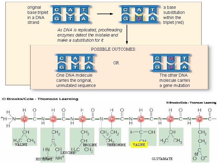 original base triplet in a DNA strand a base substitution within the triplet (red)