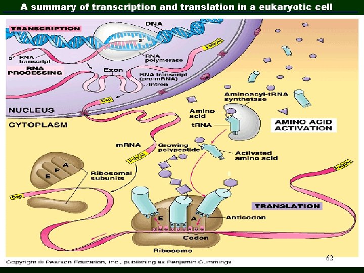 A summary of transcription and translation in a eukaryotic cell 62 