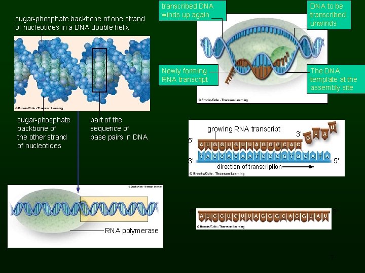 sugar-phosphate backbone of one strand of nucleotides in a DNA double helix sugar-phosphate backbone