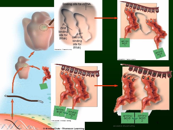 Binding site for m. RNA P (first binding site for t. RNA) A (second