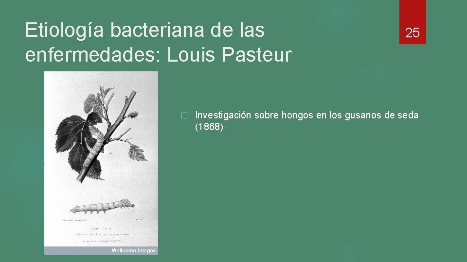 Etiología bacteriana de las enfermedades: Louis Pasteur � 25 Investigación sobre hongos en los Etiología bacteriana de las enfermedades: Louis Pasteur � 25 Investigación sobre hongos en los