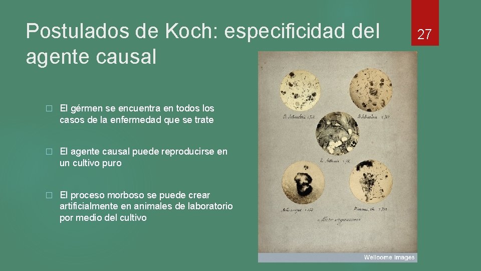 Postulados de Koch: especificidad del agente causal � El gérmen se encuentra en todos Postulados de Koch: especificidad del agente causal � El gérmen se encuentra en todos