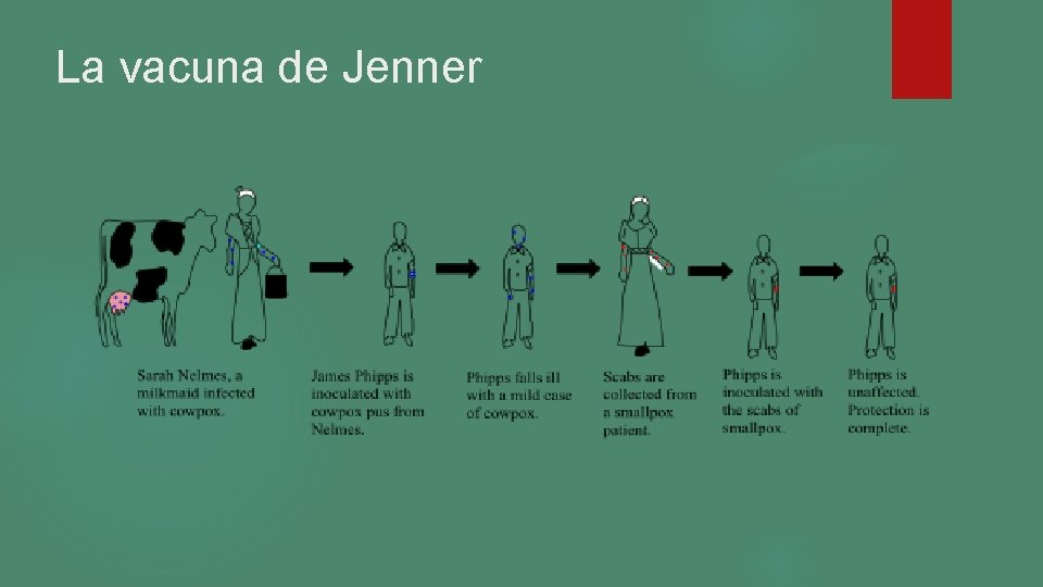 La vacuna de Jenner La vacuna de Jenner