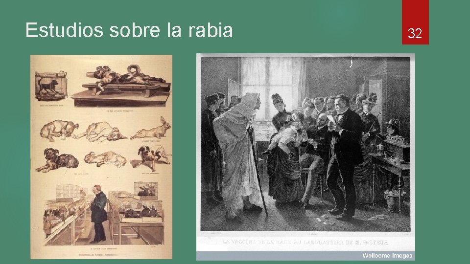 Estudios sobre la rabia 32 Estudios sobre la rabia 32